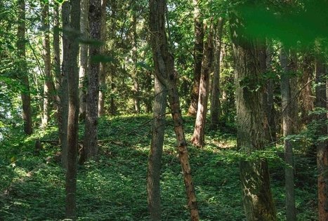 Miško Takas 70. Kaulakiai – Šiluva.