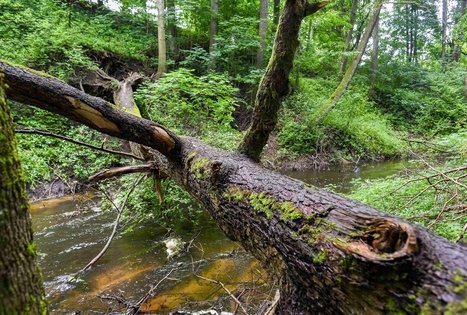 K. Dineika Wellness Park