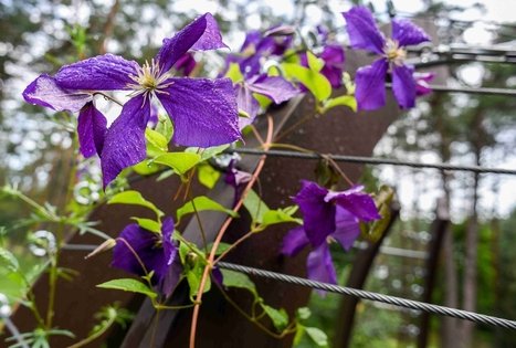 K. Dineika Wellness Park