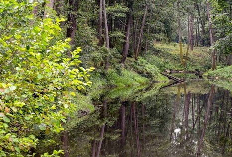 K. Dineika Wellness Park