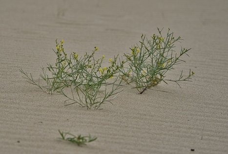 Naglių gamtinio rezervato pažintinis takas
