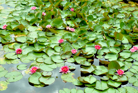 Sodyba „Violetos ranča“