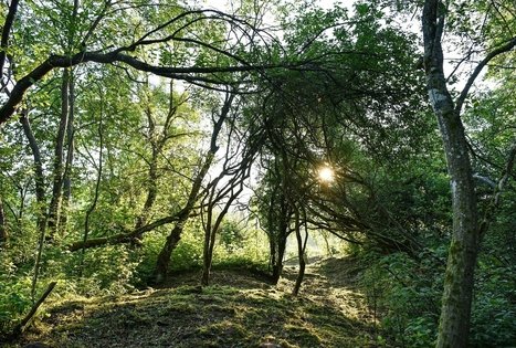 Stovyklavietė „Daugirdėnai“