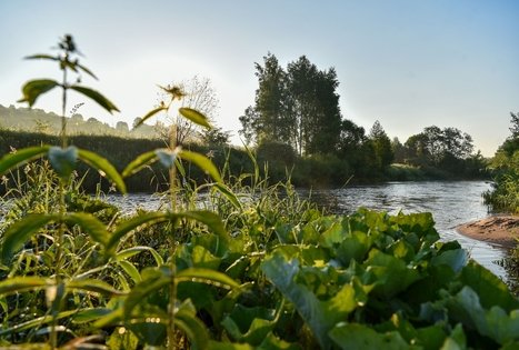 Stovyklavietė „Daugirdėnai“