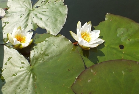 „Įlankos sodyba“