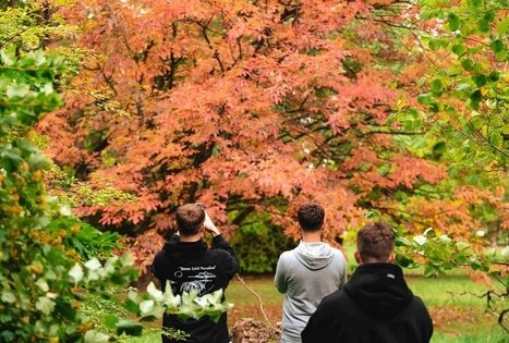 Dubravos arboretumas