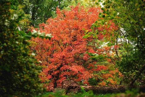 Miško Takas 62. Pakuonis – Vaišvydava.