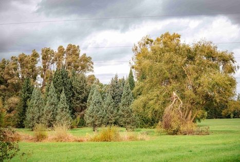 Miško Takas 62. Pakuonis – Vaišvydava.