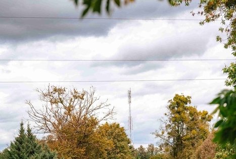 Miško Takas 62. Pakuonis – Vaišvydava.