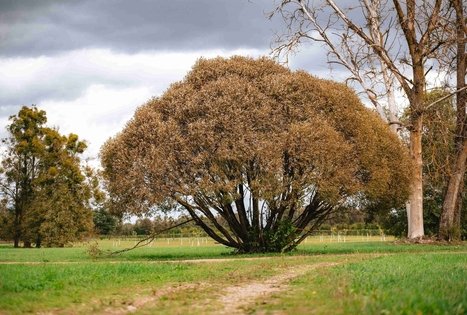 Dubravos arboretumas