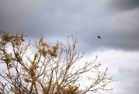 Dubravos arboretumas