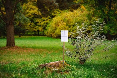 Miško Takas 62. Pakuonis – Vaišvydava.