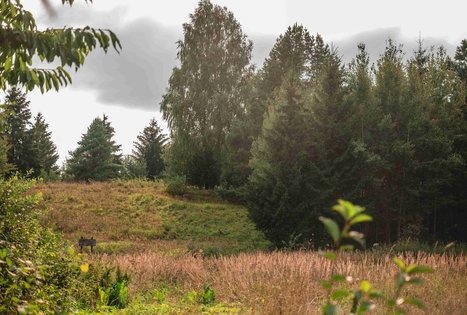 Dubravų piliakalnis