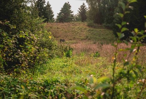 Dubravų piliakalnis