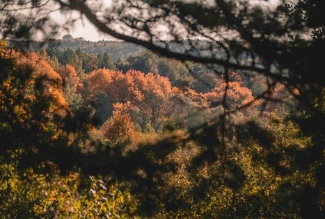 Gėluvos piliakalnis arba Birutkalnis