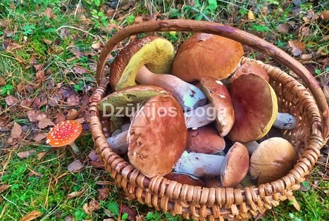 Sodyba „Dzūkų uoga“