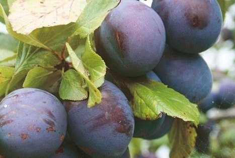 Ūkis „Biogoods“