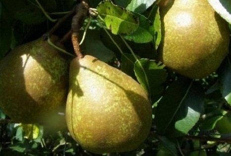 Ūkis „Biogoods“