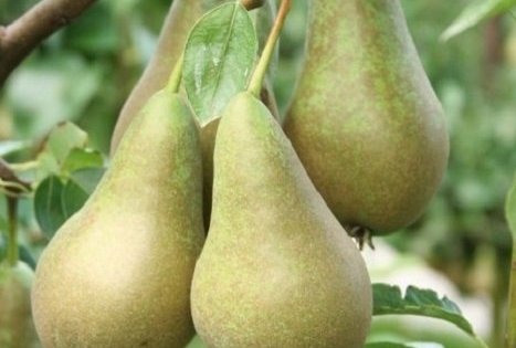 Ūkis „Biogoods“