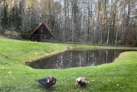 Sodyba „Labanoro pasaka“