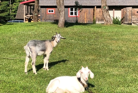 Sodyba „Elenutės namai“