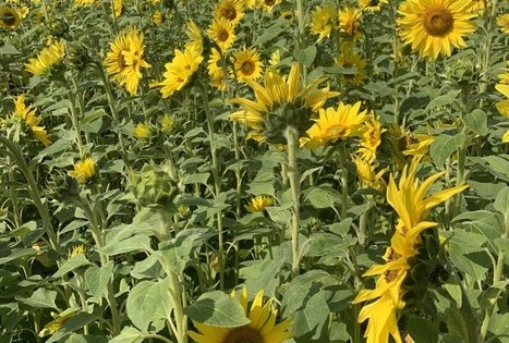 Sodyba „Molinė saulėgrąža“