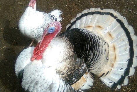 Saulės vartų Romuva