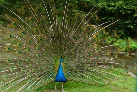 Saulės vartų Romuva