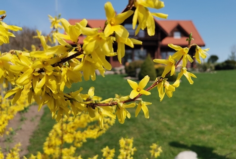 Sodyba „Pažiezdris“