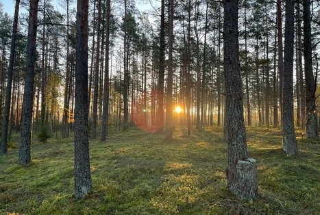 Sodyba „Labanoro pasaka“