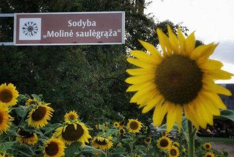 Sodyba „Molinė saulėgrąža“