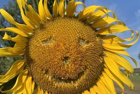 Sodyba „Molinė saulėgrąža“