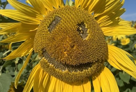 Sodyba „Molinė saulėgrąža“