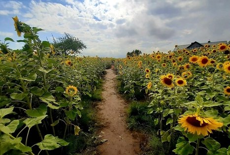 Sodyba „Molinė saulėgrąža“