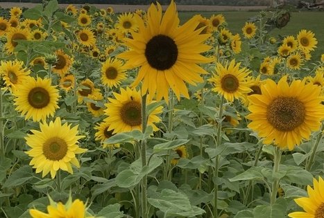 Sodyba „Molinė saulėgrąža“