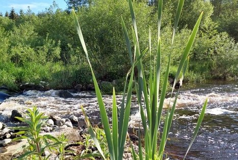 Alės Podėnienės sodyba