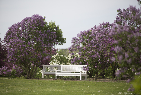 Latvijos sodininkystės institutas 