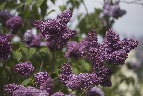 Latvijos sodininkystės institutas 