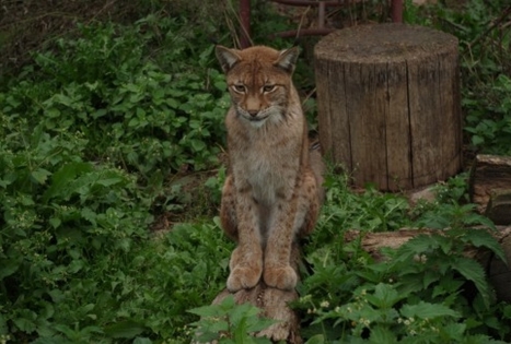 Mindaugo Ivanausko zoologijos sodyba 