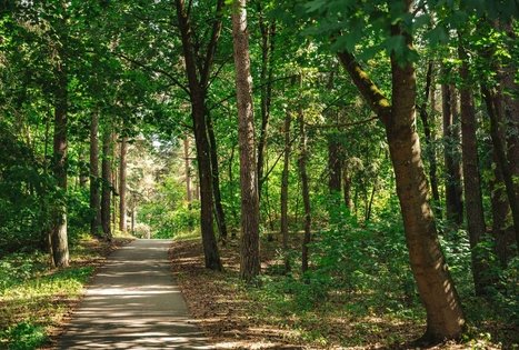 Miško Takas 63. Vaišvydava – Kaunas.