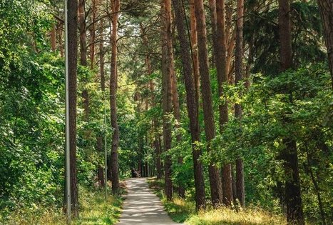 Miško Takas 63. Vaišvydava – Kaunas.