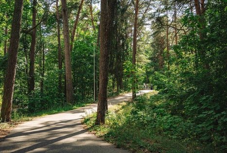 Miško Takas 63. Vaišvydava – Kaunas.