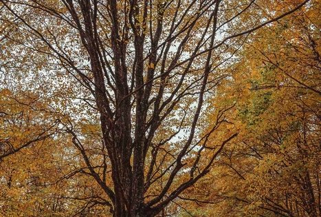 Jaučakių piliakalnis