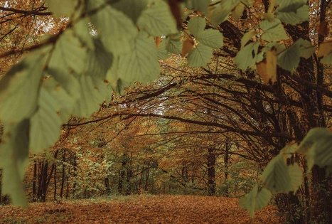 Jaučakių piliakalnis