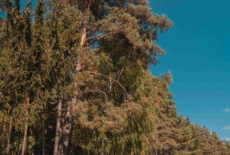 Kirkšnovės tvenkinys