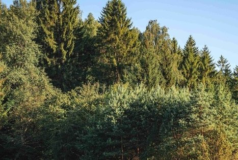 Kirkšnovės tvenkinys