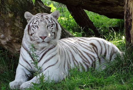 Klaipėdos zoologijos sodas