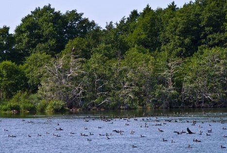 Plazės ežero paukščių stebėjimo namelis