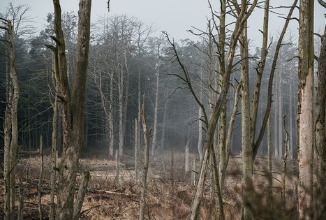 Garnių ir kormoranų kolonija