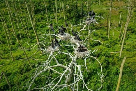 Garnių ir kormoranų kolonija